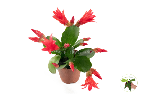 Red Spring Cactus (Rhipsalidopsis) in a 2" grower's pot
