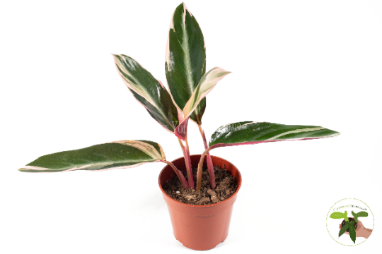 Calathea Triostar live plant in a 4" grower's pot
