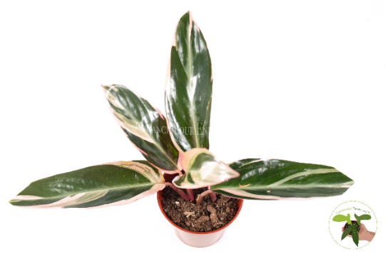 Calathea Triostar live plant foliage detail