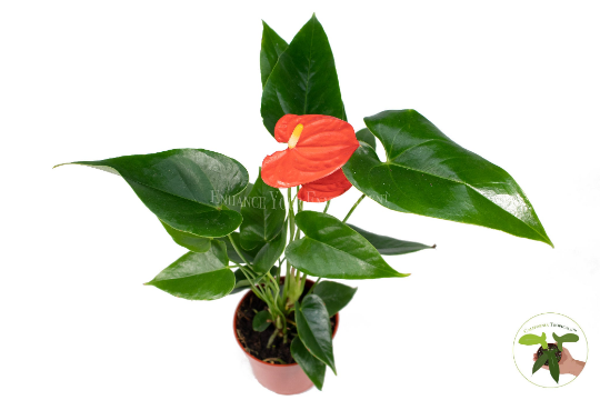 Orange Anthurium live plant in a 4" grower's pot