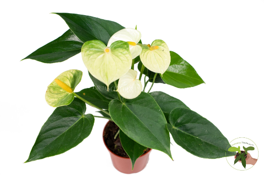 White Anthurium live plant in a 4" grower's pot