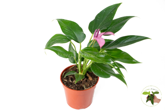 Purple Anthurium live plant in a 4" grower's pot