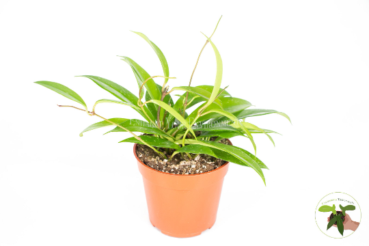 Hoya Pubicalyx Splash Wax live plant in a 4" grower's pot