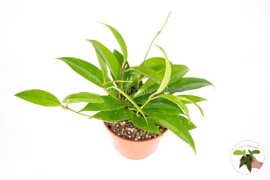 Hoya Pubicalyx Splash Wax live plant foliage detail