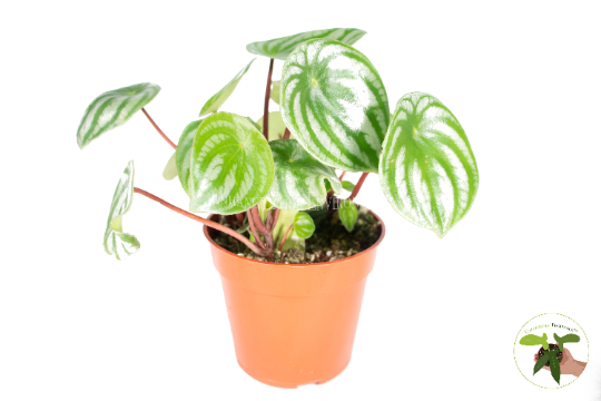 Watermelon Peperomia (Peperomia Argyreia) live plant in a 4" grower's pot