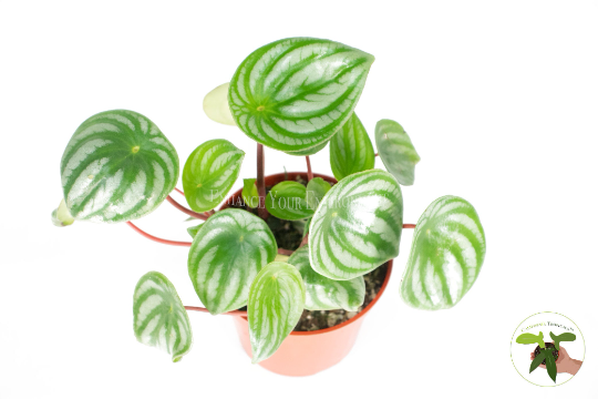 Watermelon Peperomia (Peperomia Argyreia) live plant foliage detail