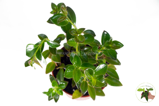Black Goldfish Plant (Nematanthus) foliage detail