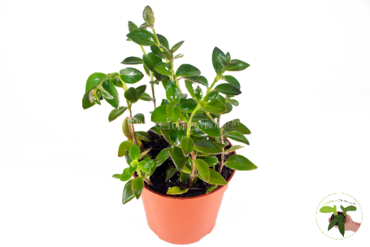 Black Goldfish Plant (Nematanthus) in a 4" grower's pot