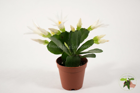 White Spring Cactus (Rhipsalidopsis) in a 2" grower's pot
