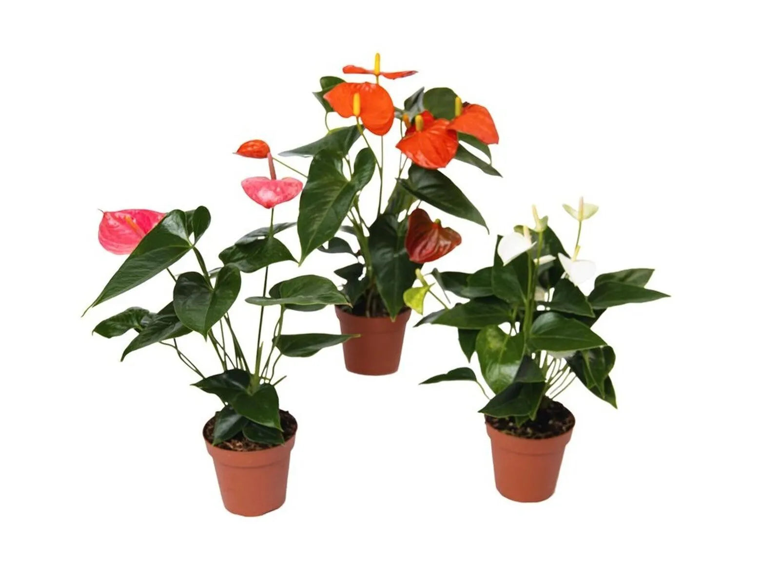 3 Pack Assorted Anthuriums