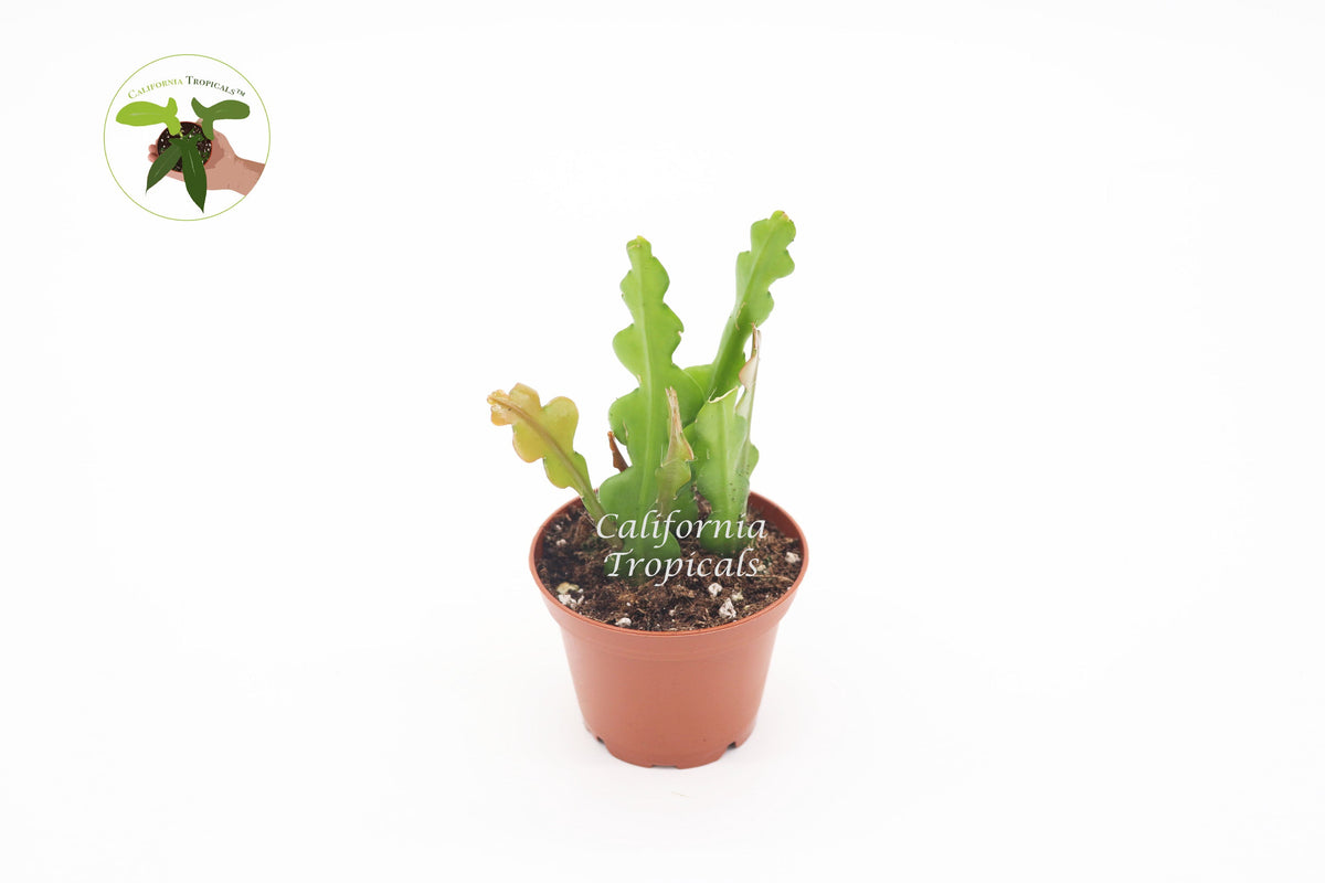Fishbone Cactus (Rare Ric-Rac) in a 3" grower's pot