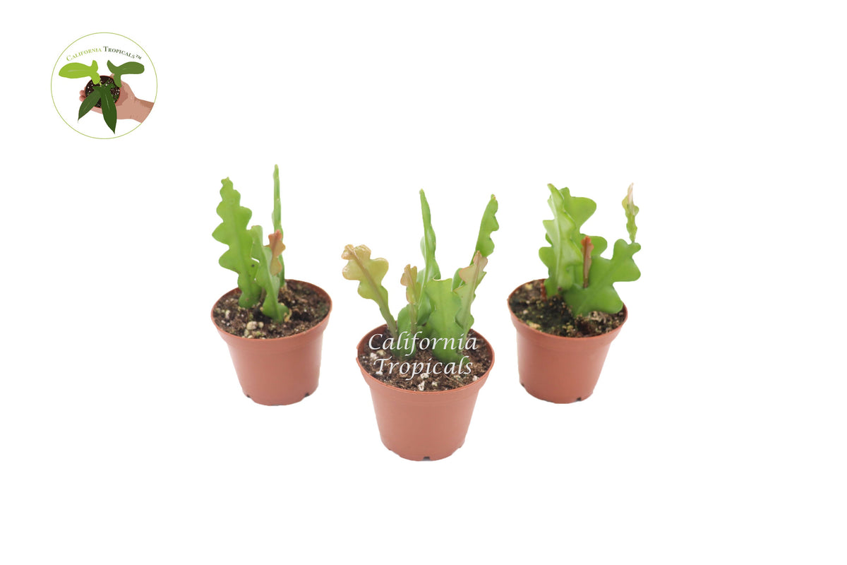 Fishbone Cactus (Three Plant Combo) in a 2" grower's pot