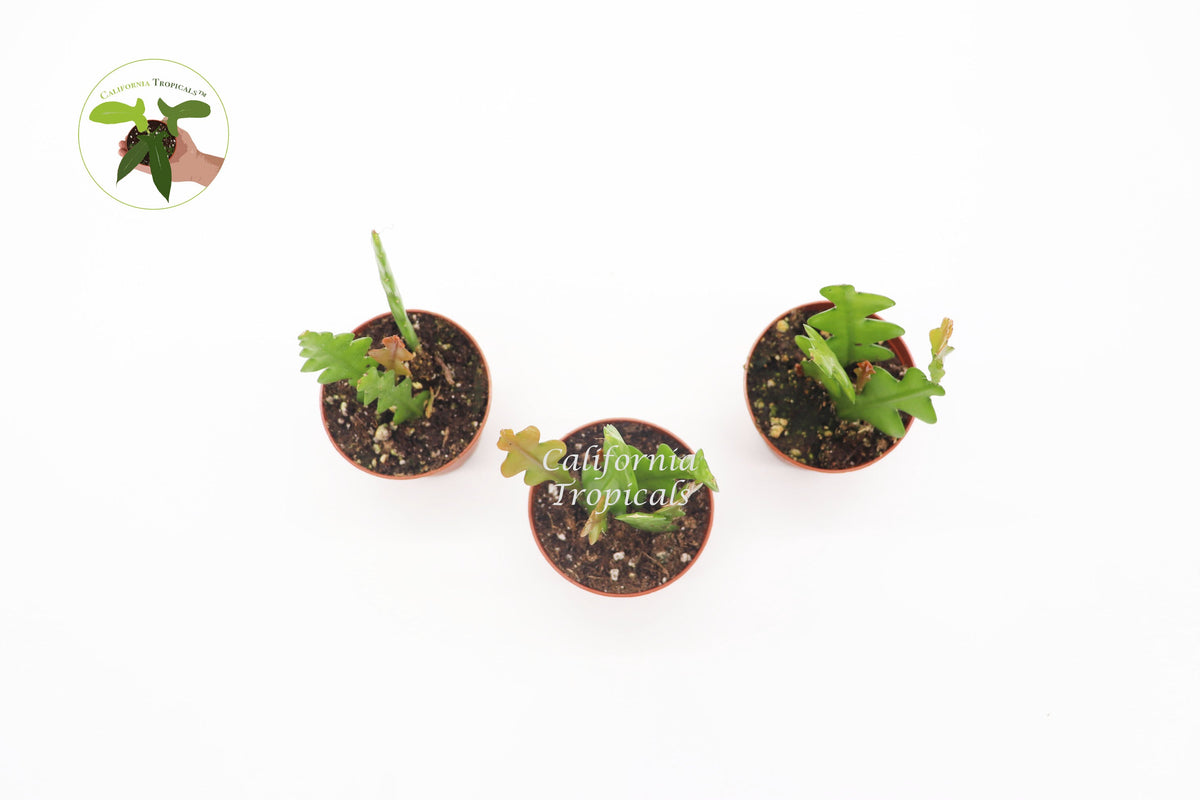 Fishbone Cactus (Three Plant Combo) foliage detail
