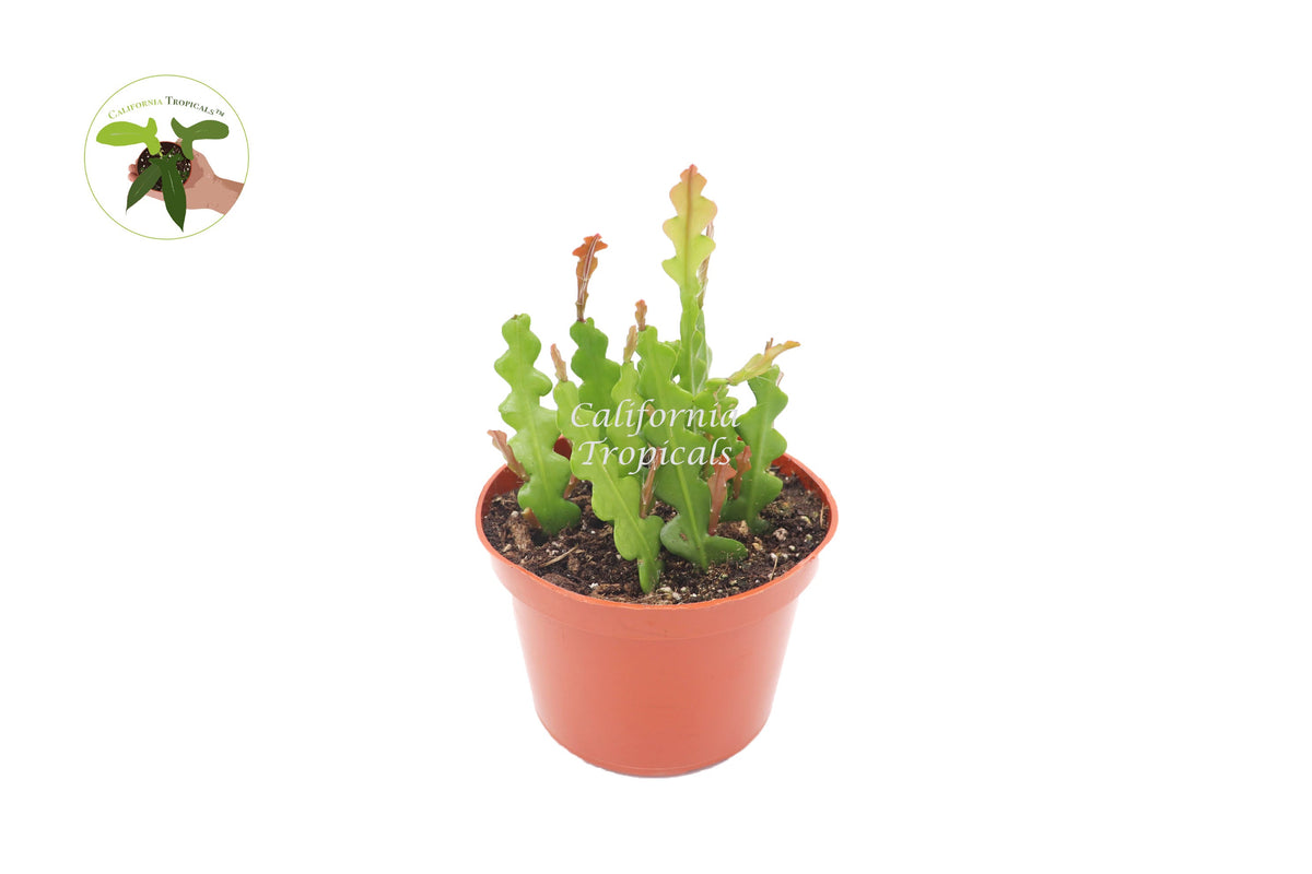 Fishbone Cactus (Rare Ric-Rac) in a 6" grower's pot