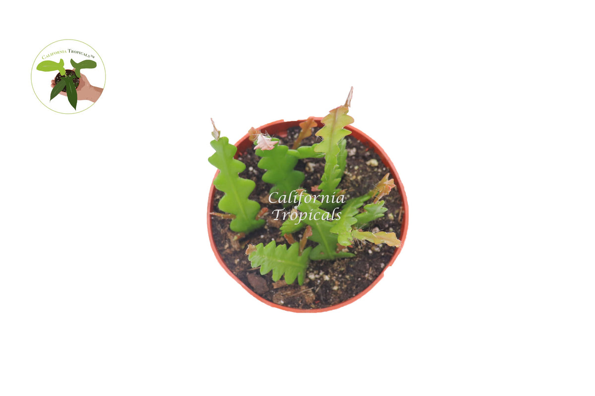Fishbone Cactus (Rare Ric-Rac) foliage detail