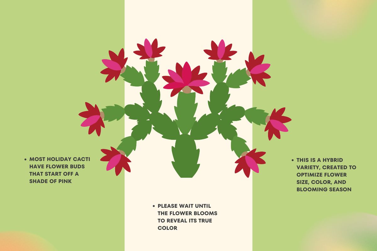 Holiday Cactus (Schlumbergera) foliage detail