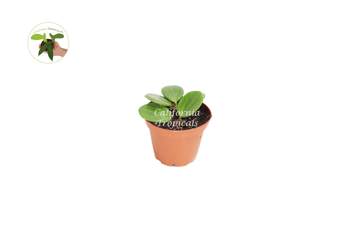 Peperomia Hope live plant in a 2" grower's pot