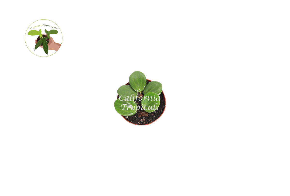 Peperomia Hope live plant foliage detail