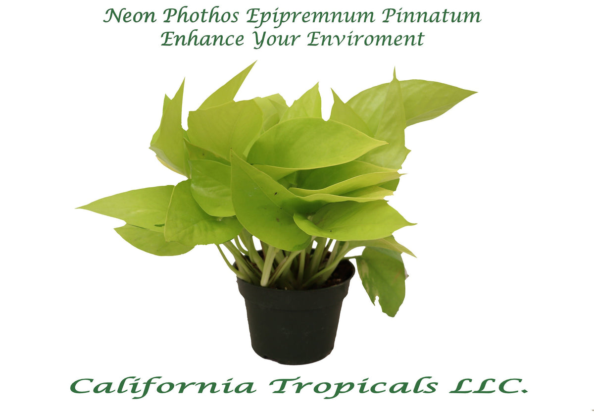 Pothos Neon live plant in a 4" grower's pot