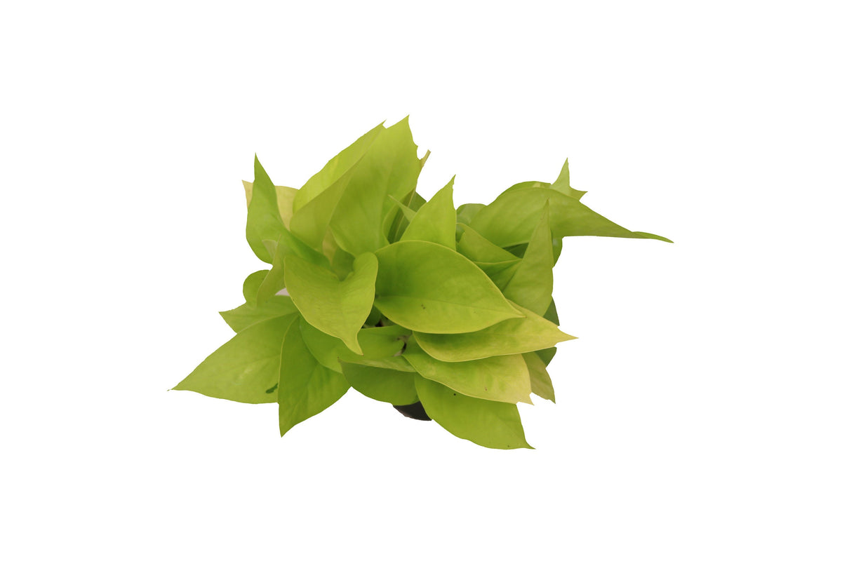 Pothos Neon live plant foliage detail