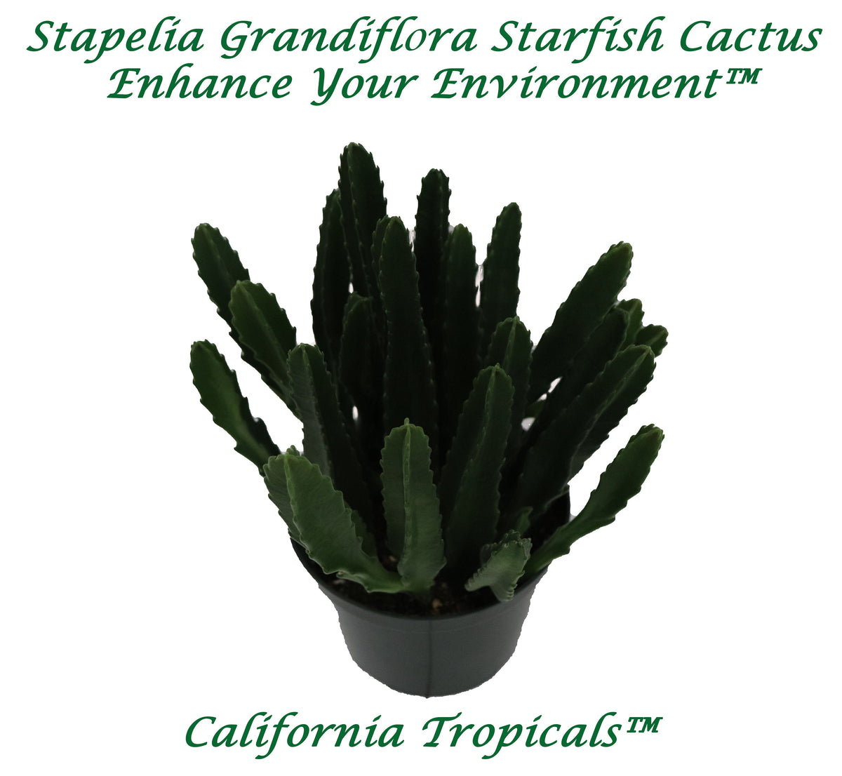 Starfish Cactus (Stapelia Grandiflora) in a 6" grower's pot
