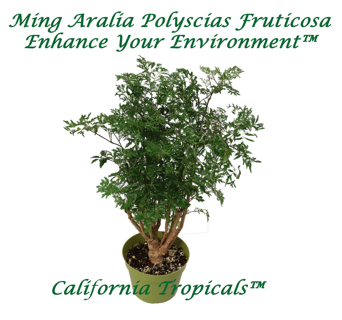 Ming Aralia (Polyscias Fruticosa) live plant in a 6" grower's pot