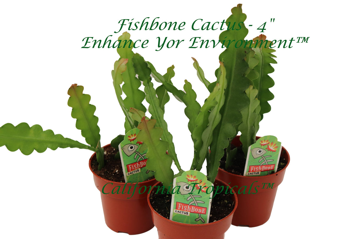 Fishbone Cactus (Three Plant Combo) in a 4" grower's pot