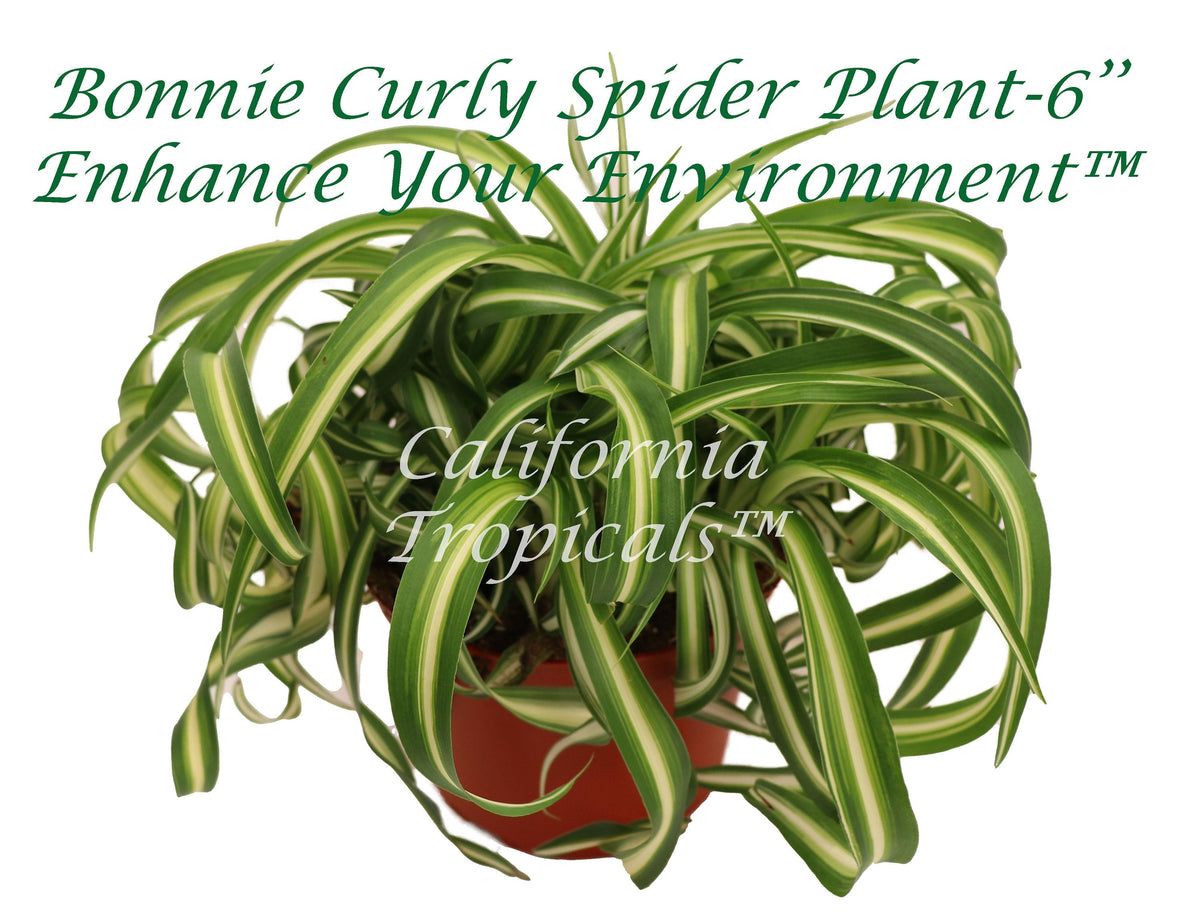 Bonnie Curly Spider Plant in a 6" grower's pot