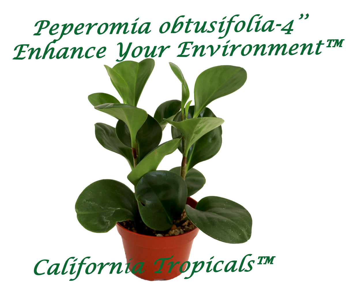 Peperomia Obtusifolia live plant in a 4" grower's pot