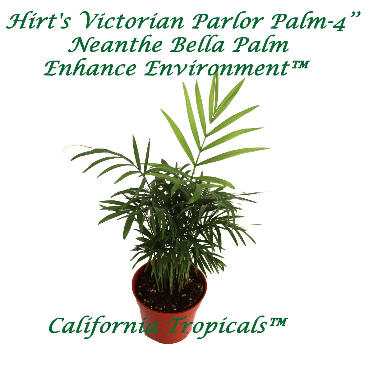 Parlor Palm (Chamaedorea Elegans) in a 4" grower's pot