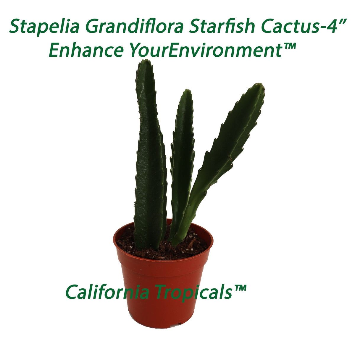 Starfish Cactus (Stapelia Grandiflora) in a 4" grower's pot