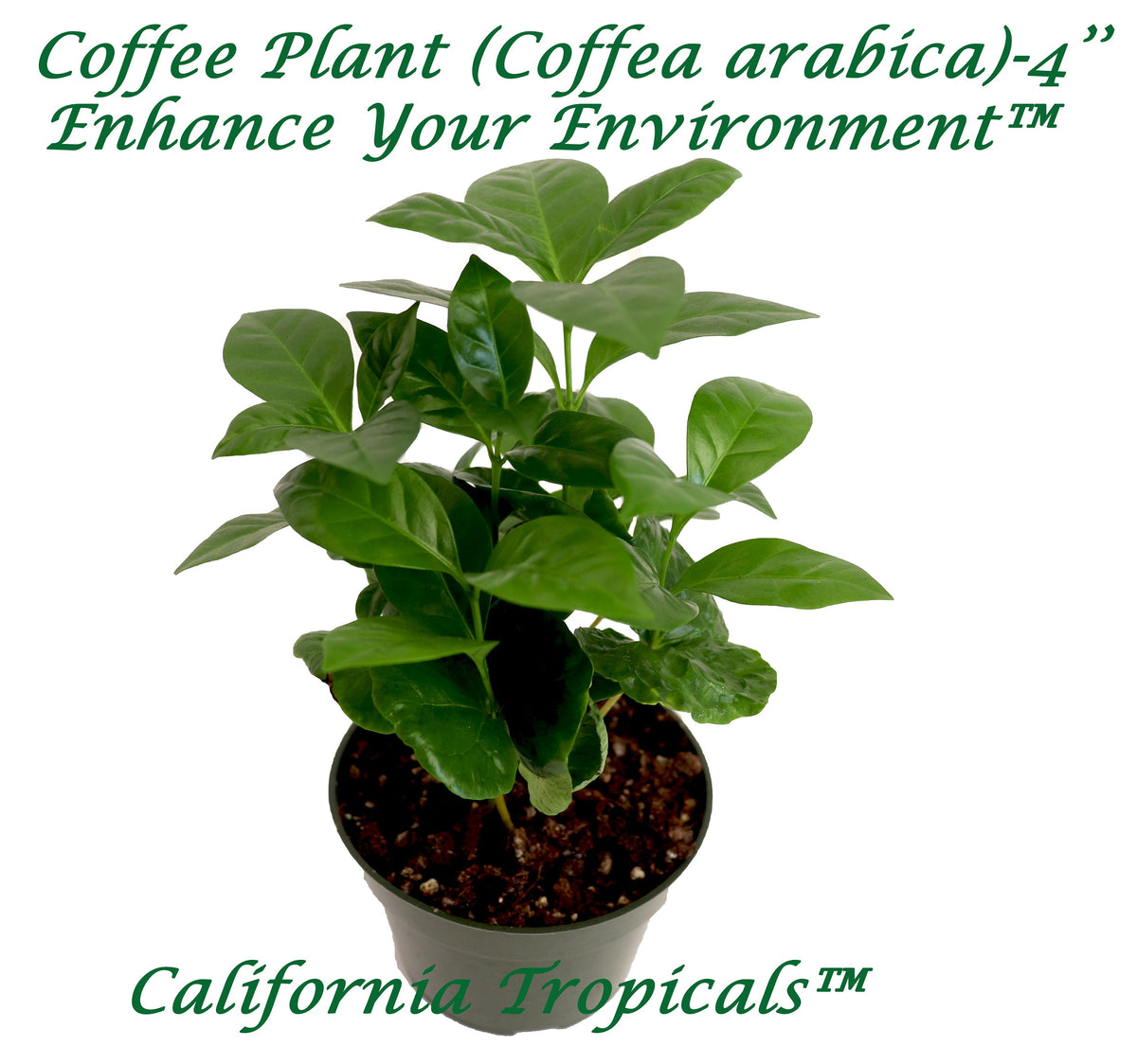 Arabica Coffee Plant in a 4" grower's pot