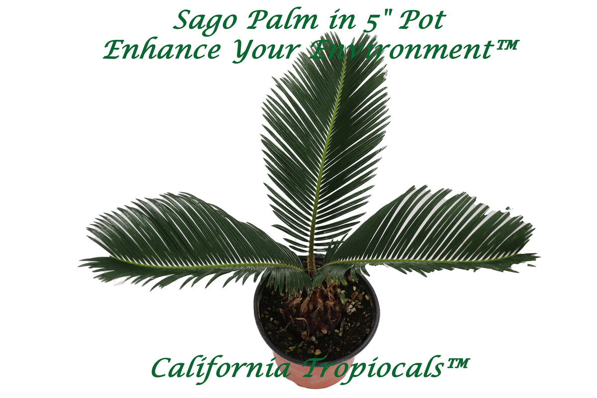 Sago Palm (Cycas Revoluta) in a 6" grower's pot