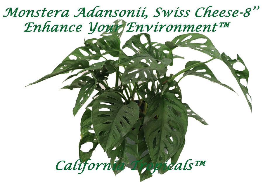 Monstera Adansonii (Swiss Cheese) live plant in a 8" grower's pot
