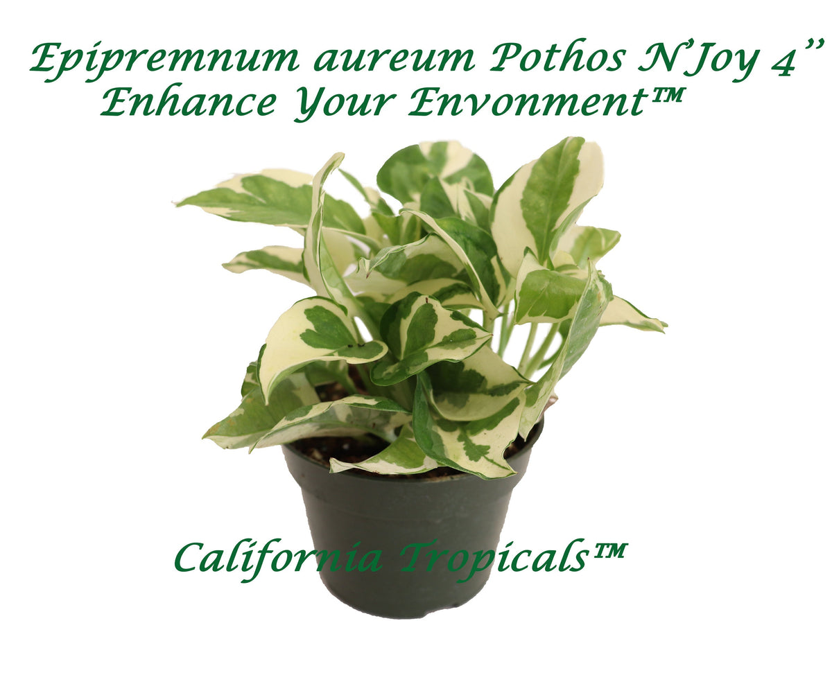 Pothos ('N Joy') live plant in a 4" grower's pot
