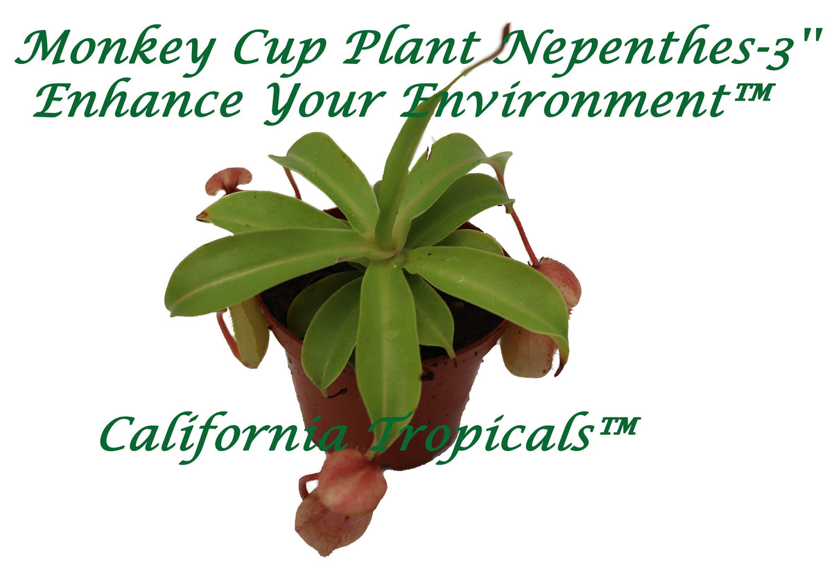 Monkey Cup Pitcher Plant (Nepenthes) in a 2.5" grower's pot