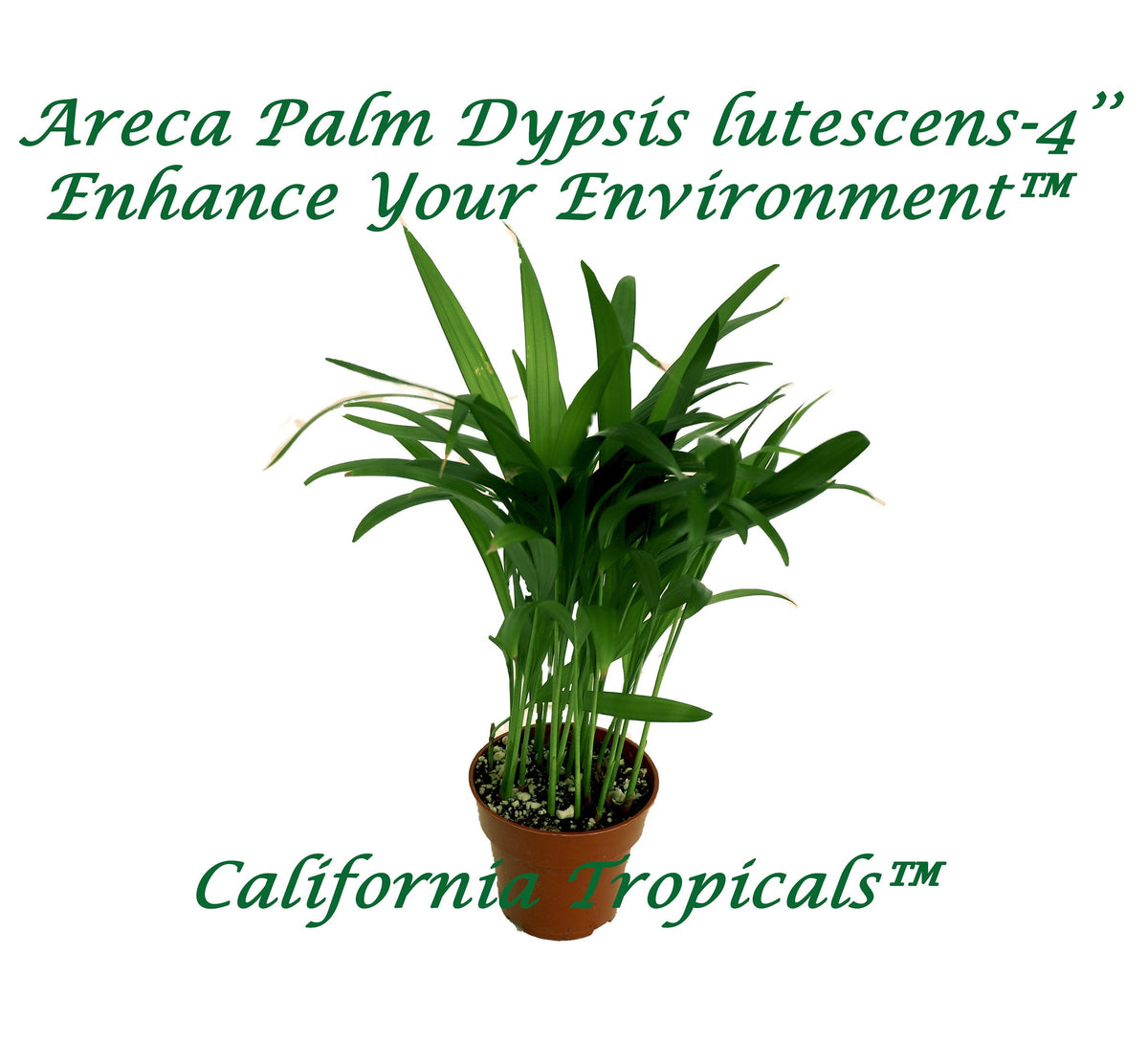 Areca Palm (Golden Cane Palm) in a 4" grower's pot