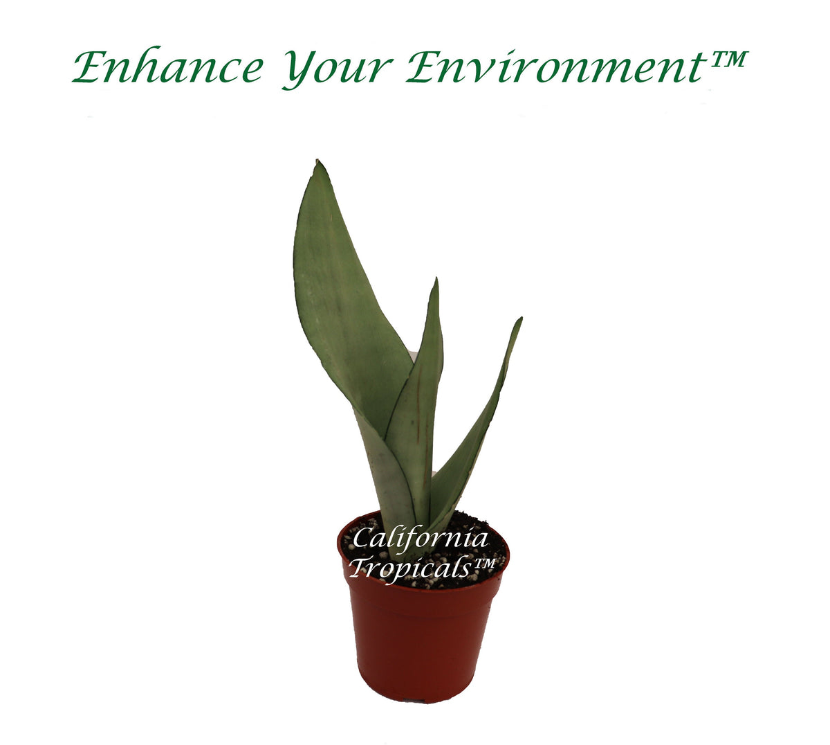 Sansevieria Moonshine live plant in a 4" grower's pot