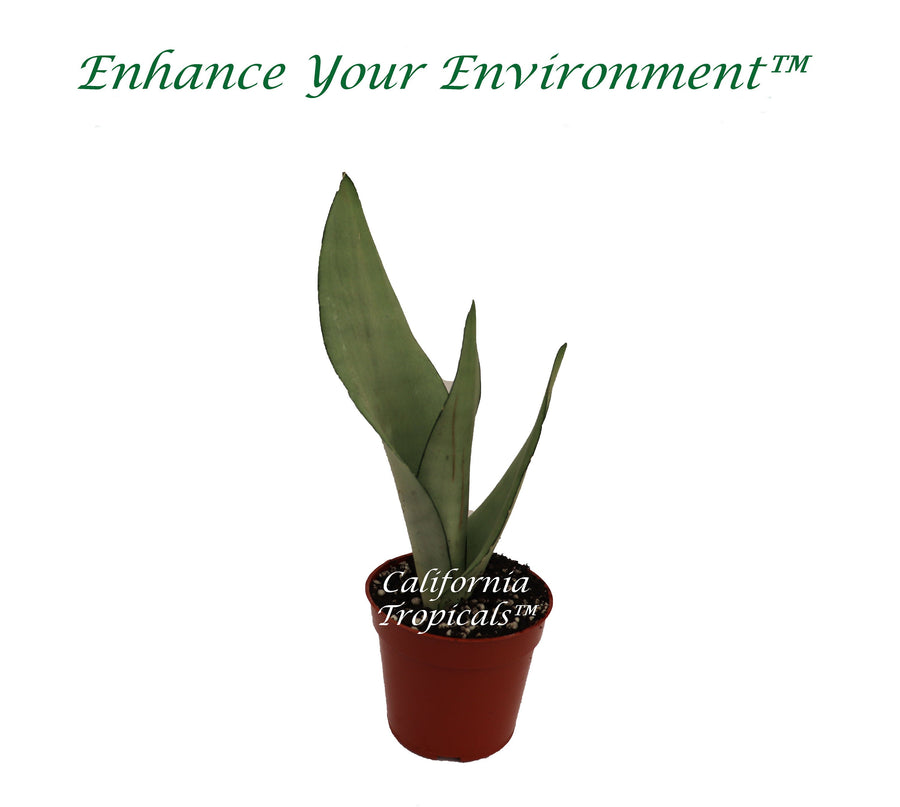 Sansevieria Moonshine live plant in a 4" grower's pot