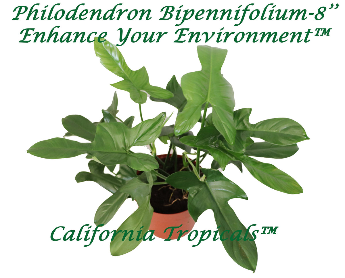 Philodendron Bipennifolium live plant in a 8" grower's pot