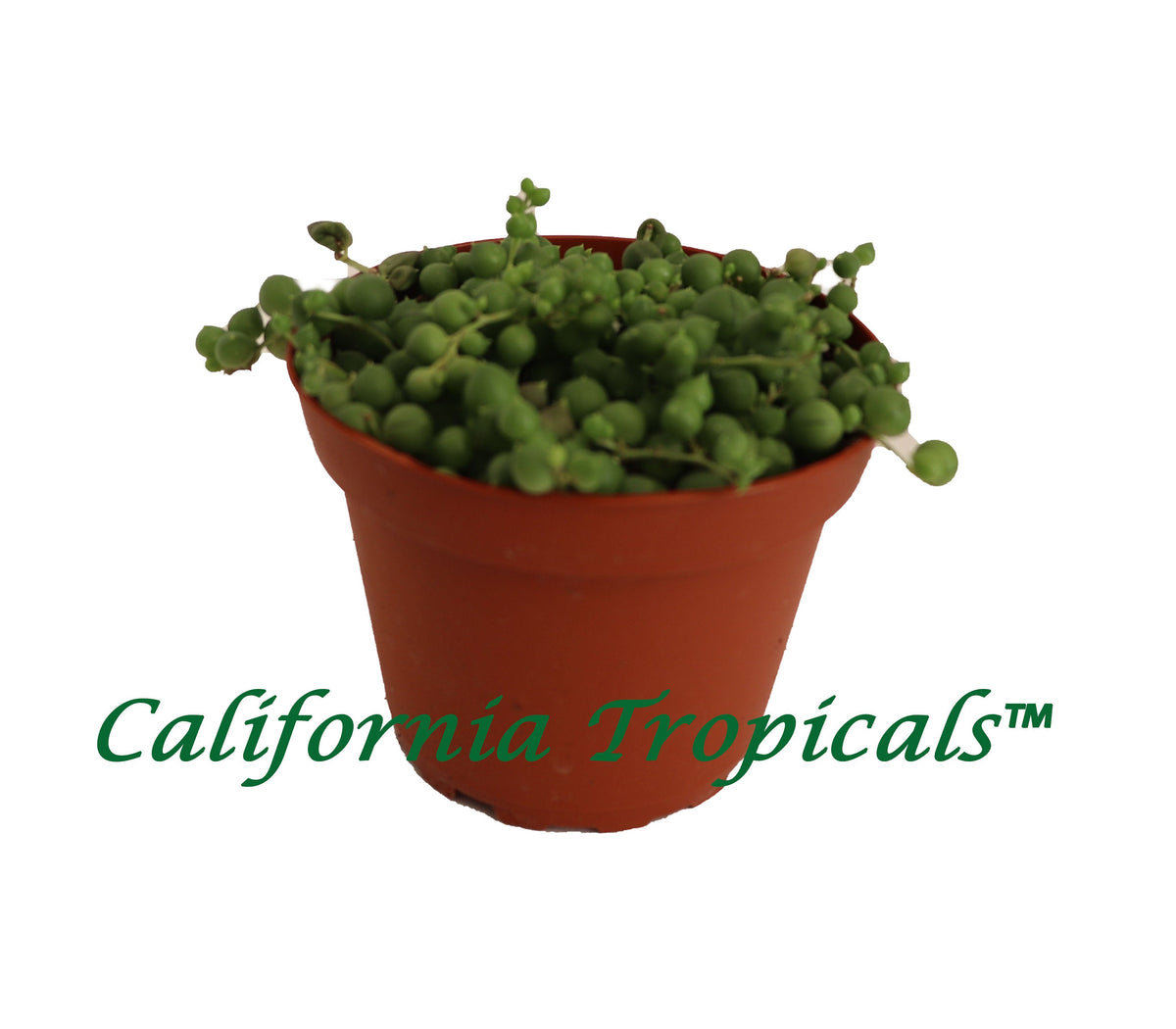 String of Pearls (Senecio Rowleyanus) live plant in a 4" grower's pot