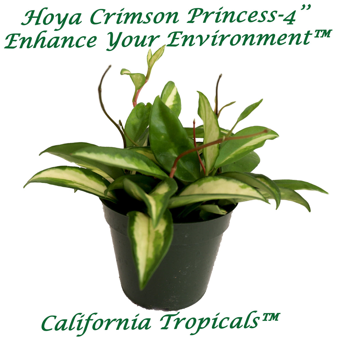 Hoya Crimson Princess live plant in a 4" grower's pot
