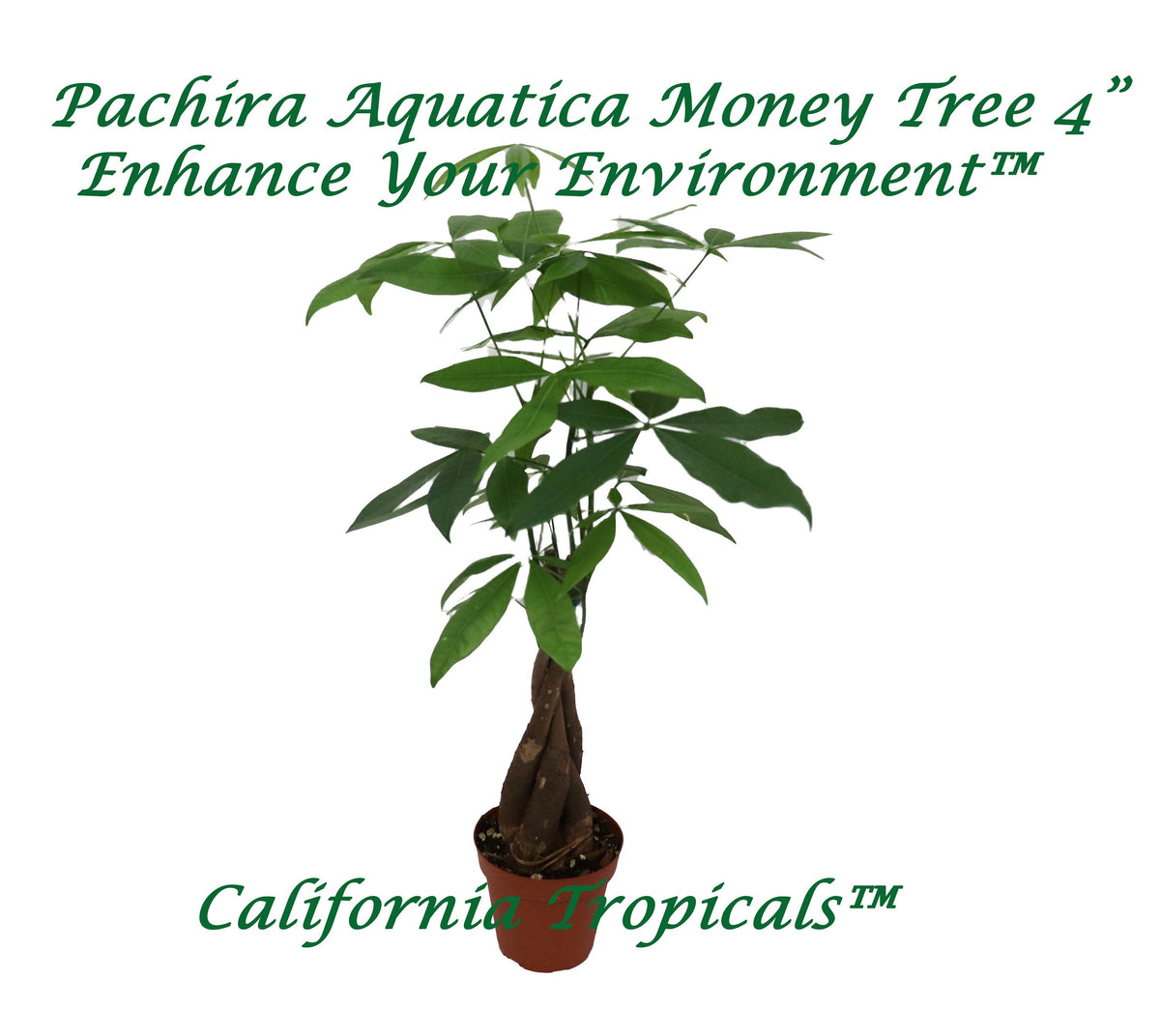 Pachira Aquatica Money Tree in a 4" grower's pot