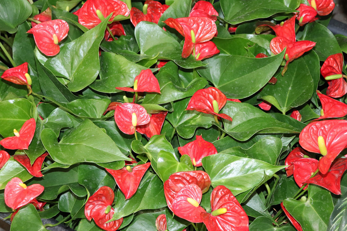Anthurium live plant foliage detail
