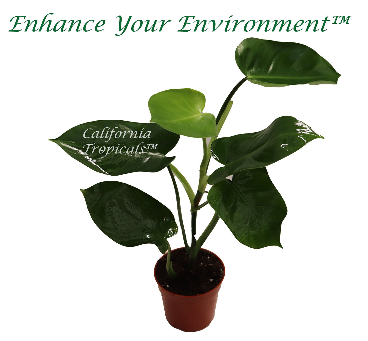 Philodendron Burle Marx live plant in a 4" grower's pot