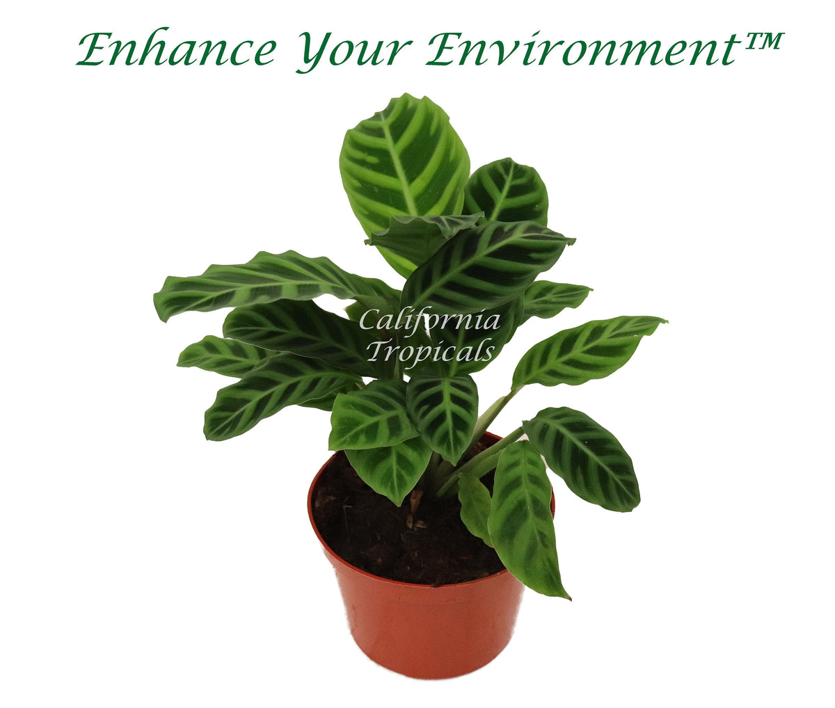 Calathea Zebrina live plant in a 4" grower's pot