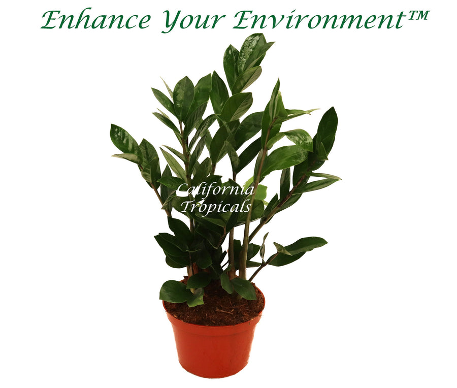 ZZ Plant (Zamioculcas Zamiifolia) in a 6" grower's pot