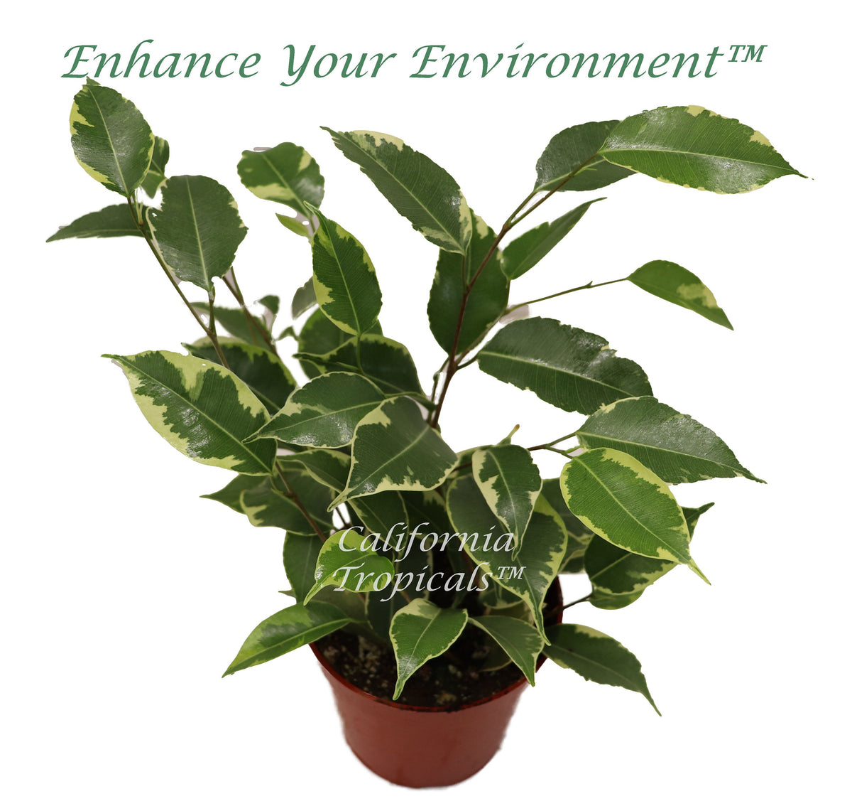 Ficus Benjamina Variegated live plant in a 4" grower's pot