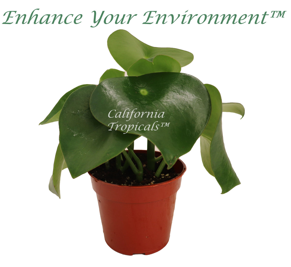 Owl Eye Peperomia live plant in a 4" grower's pot