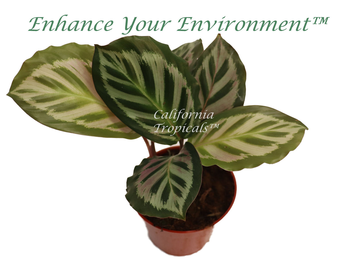 Calathea Peacock (Makoyana) live plant in a 4" grower's pot